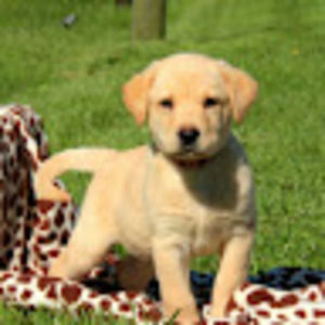 Meet your Posher, Rick